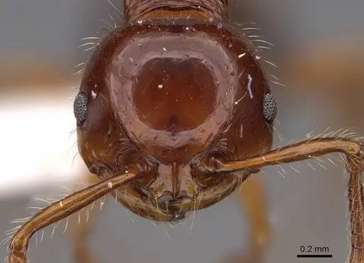 Pristomyrmex quadridentatus specimen CASENT0922999 image casent0922999_2