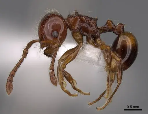 Pristomyrmex quadridentatus specimen CASENT0922999 image casent0922999_3