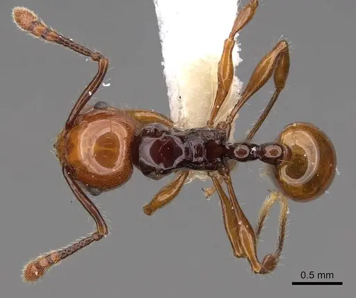 Pristomyrmex quadridentatus specimen CASENT0923000 image casent0923000_1