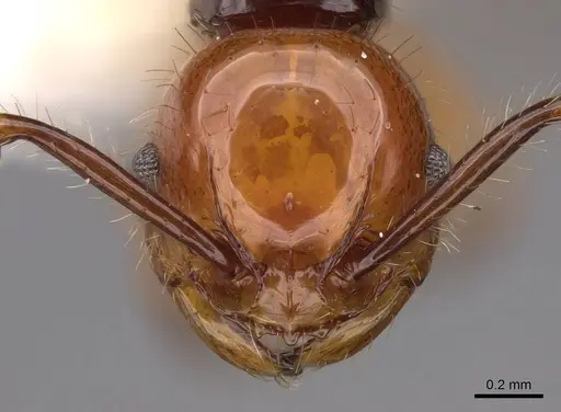 Pristomyrmex quadridentatus specimen CASENT0923000 image casent0923000_2