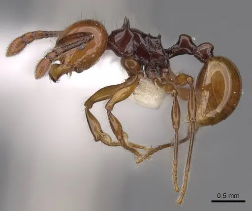 Pristomyrmex quadridentatus specimen CASENT0923000 image casent0923000_3
