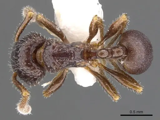 Pristomyrmex quindentatus specimen CASENT0901724 image casent0901724_1