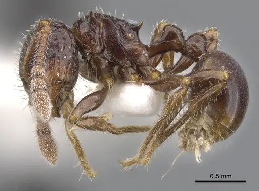 Pristomyrmex quindentatus specimen CASENT0901724 image casent0901724_3