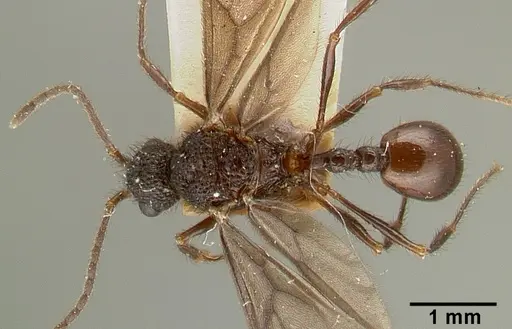 Pristomyrmex reticulatus specimen CASTYPE06979 image castype06979_1