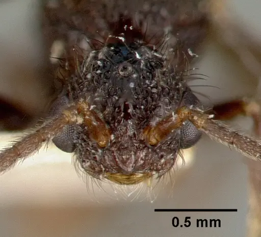 Pristomyrmex reticulatus specimen CASTYPE06979 image castype06979_3