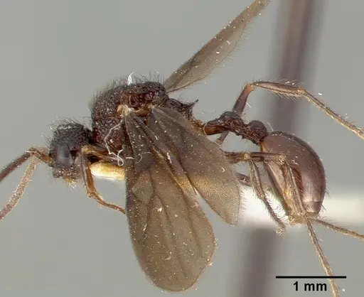 Pristomyrmex reticulatus specimen CASTYPE06979 image castype06979_4