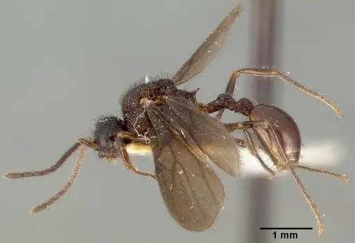 Pristomyrmex reticulatus specimen CASTYPE06979 image castype06979_5