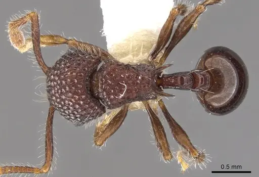 Pristomyrmex rigidus specimen CASENT0901707 image casent0901707_1