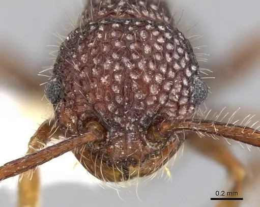 Pristomyrmex rigidus specimen CASENT0901707 image casent0901707_2