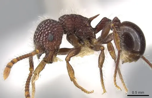 Pristomyrmex rigidus specimen CASENT0901707 image casent0901707_3