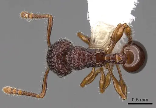 Pristomyrmex rigidus specimen CASENT0922997 image casent0922997_1