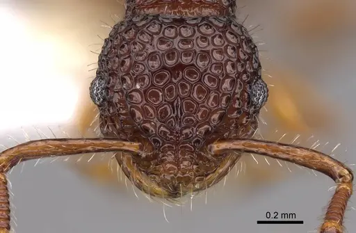 Pristomyrmex rigidus specimen CASENT0922997 image casent0922997_2