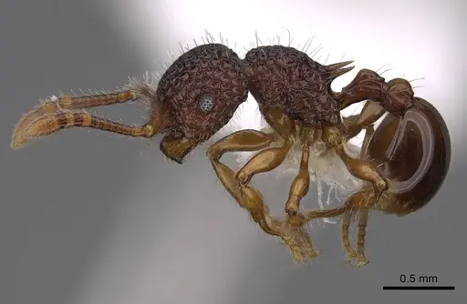 Pristomyrmex rigidus specimen CASENT0922997 image casent0922997_3