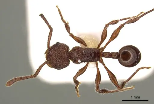 Pristomyrmex rugosus specimen CASENT0919750 image casent0919750_1