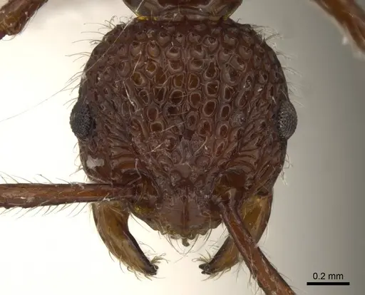 Pristomyrmex rugosus specimen CASENT0919750 image casent0919750_2