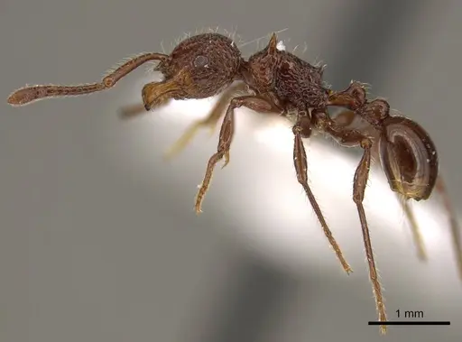 Pristomyrmex rugosus specimen CASENT0919750 image casent0919750_3
