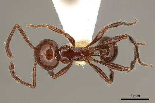 Pristomyrmex schoedli specimen CASENT0919751 image casent0919751_1