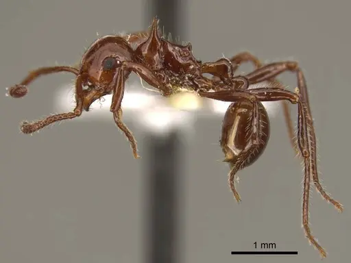 Pristomyrmex schoedli specimen CASENT0919751 image casent0919751_2