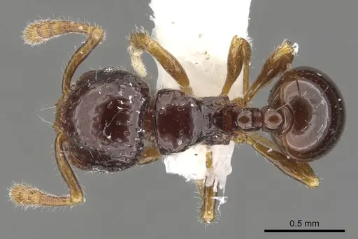 Pristomyrmex simplex specimen CASENT0901729 image casent0901729_1
