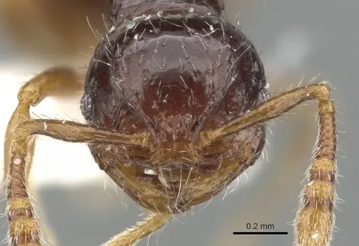 Pristomyrmex simplex specimen CASENT0901729 image casent0901729_2
