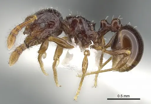 Pristomyrmex simplex specimen CASENT0901729 image casent0901729_3