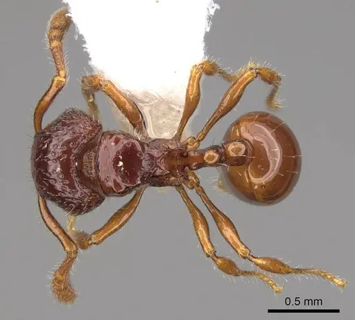 Pristomyrmex simplex specimen CASENT0923001 image casent0923001_1