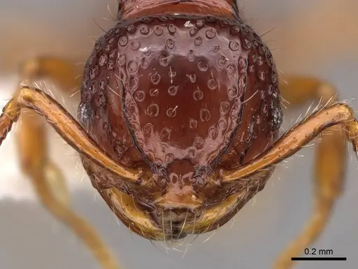 Pristomyrmex simplex specimen CASENT0923001 image casent0923001_2