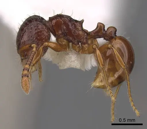 Pristomyrmex simplex specimen CASENT0923001 image casent0923001_3