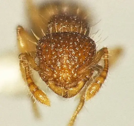 Pristomyrmex sinharaja specimen ANTWEB1041160 image antweb1041160_1