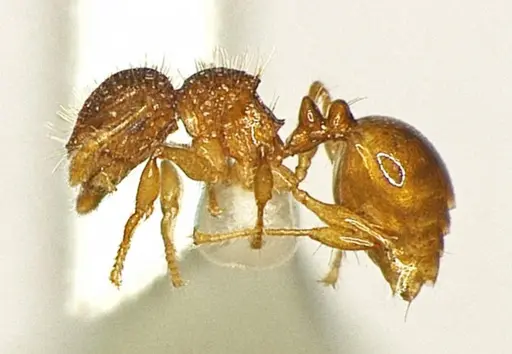 Pristomyrmex sinharaja specimen ANTWEB1041160 image antweb1041160_2