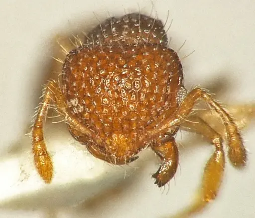 Pristomyrmex sinharaja specimen ANTWEB1041161 image antweb1041161_1