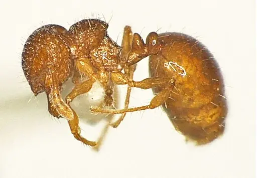Pristomyrmex sinharaja specimen ANTWEB1041161 image antweb1041161_2