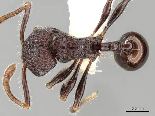 Pristomyrmex sulcatus specimen CASENT0281798 image casent0281798_1
