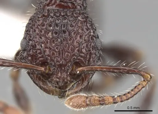 Pristomyrmex sulcatus specimen CASENT0281798 image casent0281798_2