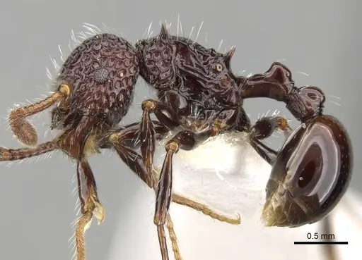 Pristomyrmex sulcatus specimen CASENT0281798 image casent0281798_3
