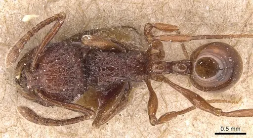 Pristomyrmex sulcatus specimen CASENT0904695 image casent0904695_1