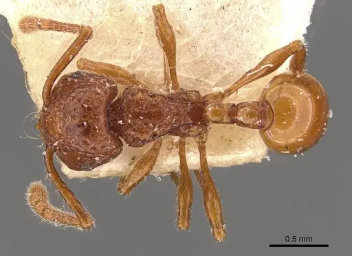 Pristomyrmex sulcatus specimen CASENT0908955 image casent0908955_1