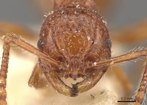 Pristomyrmex sulcatus specimen CASENT0908955 image casent0908955_2