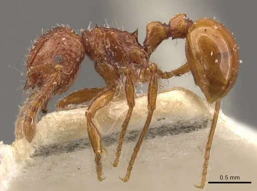 Pristomyrmex sulcatus specimen CASENT0908955 image casent0908955_3