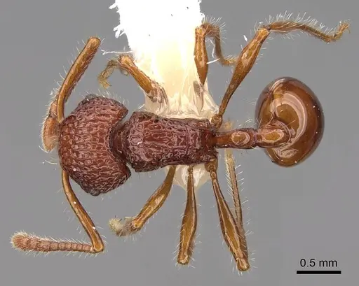 Pristomyrmex sulcatus specimen CASENT0923002 image casent0923002_1