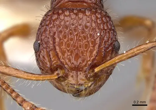 Pristomyrmex sulcatus specimen CASENT0923002 image casent0923002_2