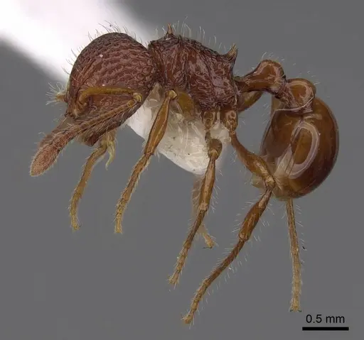 Pristomyrmex sulcatus specimen CASENT0923002 image casent0923002_3