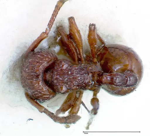 Pristomyrmex sulcatus specimen FOCOL0310 image focol0310_1