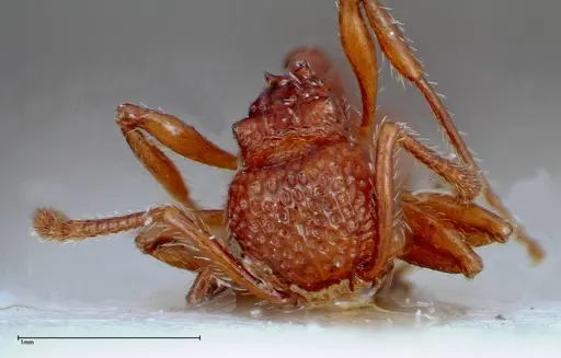 Pristomyrmex sulcatus specimen FOCOL0310 image focol0310_2