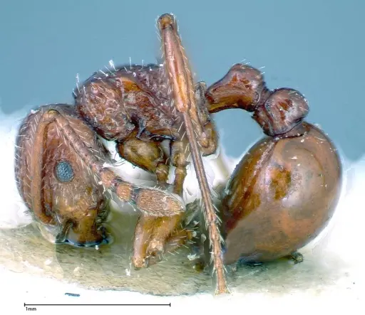 Pristomyrmex sulcatus specimen FOCOL0310 image focol0310_3