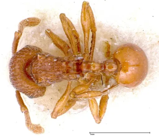 Pristomyrmex sulcatus specimen FOCOL0311 image focol0311_1