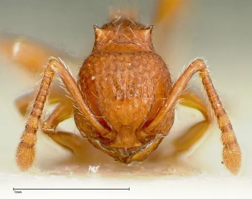 Pristomyrmex sulcatus specimen FOCOL0311 image focol0311_2