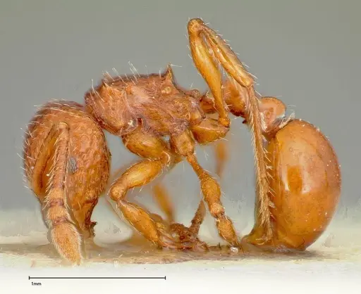 Pristomyrmex sulcatus specimen FOCOL0311 image focol0311_3