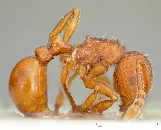 Pristomyrmex sulcatus specimen FOCOL0311 image focol0311_4