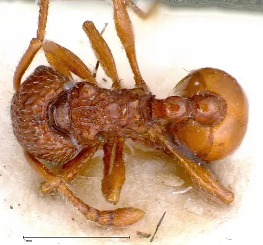 Pristomyrmex sulcatus specimen FOCOL0312 image focol0312_1